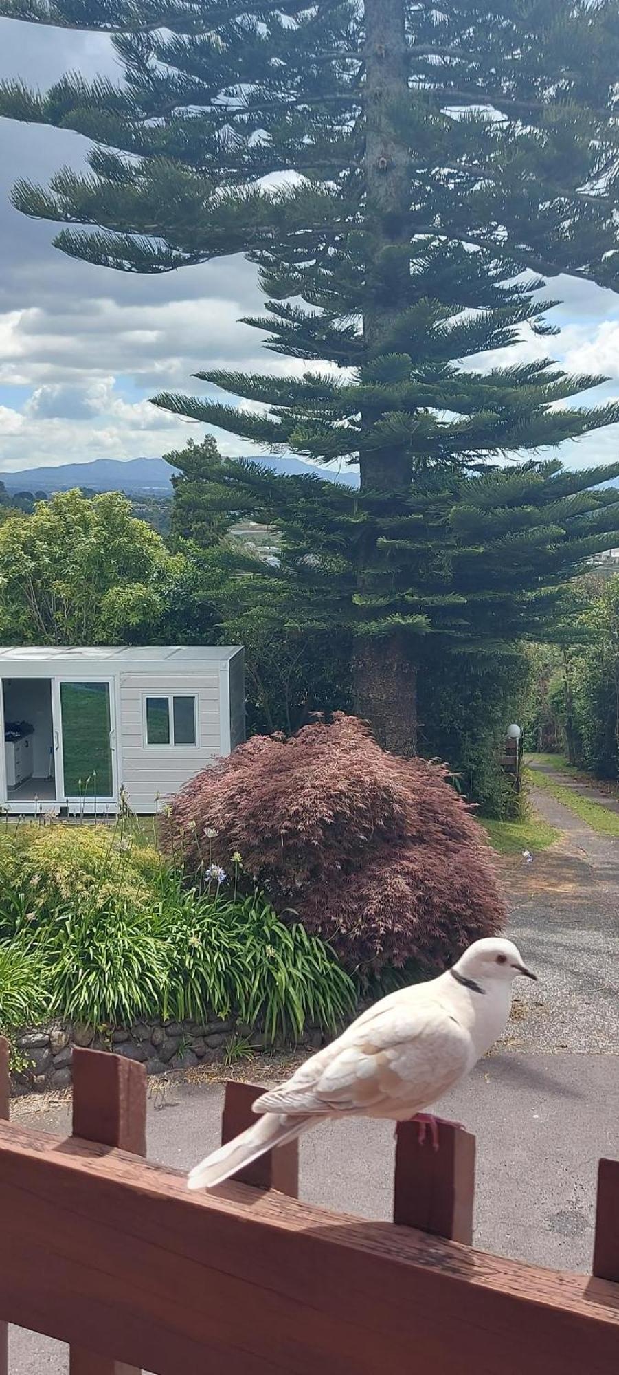 Haley'S Cabin ตาอูรังกา ภายนอก รูปภาพ